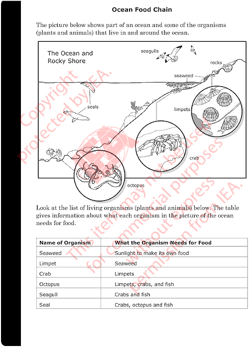 Ocean Food Chain Introduction