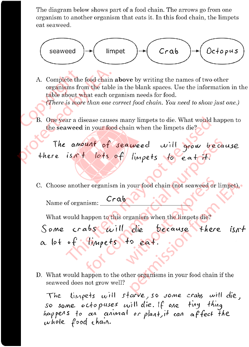 Ocean Food Chain Sample Answer